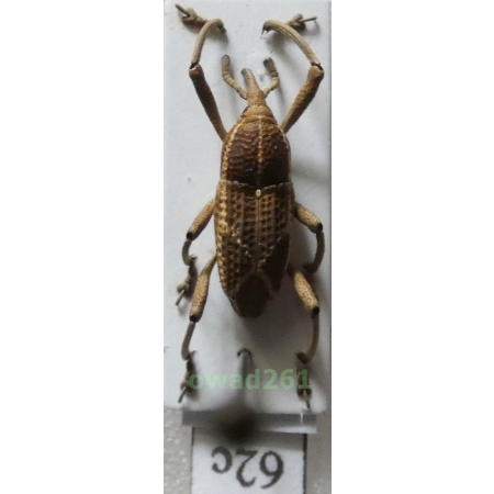 Cryptoderma sp. C.Ritsema, 1885 Philippines62c